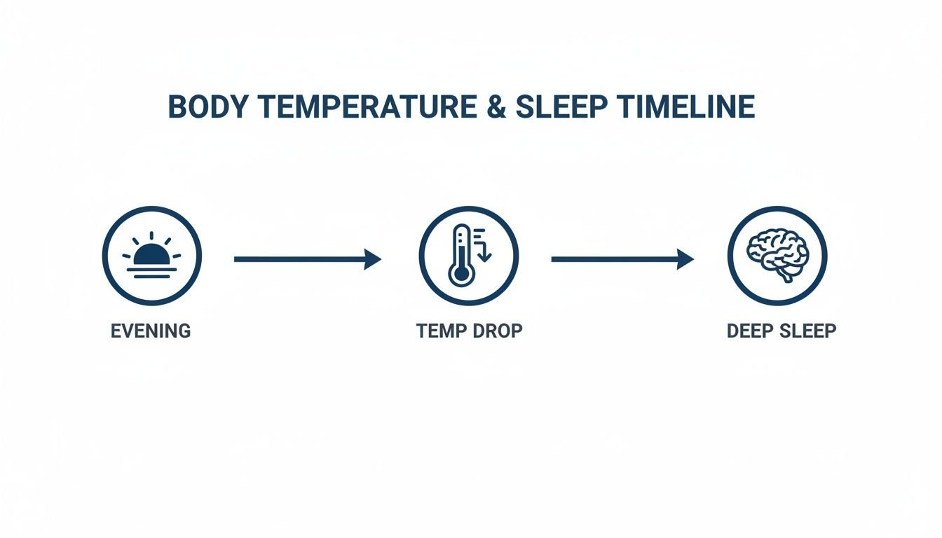 Timeline illustrating the progression from evening to body temperature drop, leading to deep sleep.